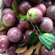 Buah Apple Susu/Buah Susu/Apple Star Fruit/Buah Susu Apple/Buah Susu Vietnam/Apple Susu Vietnam Segar dari Kebun