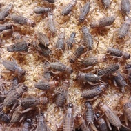 jangkrik hidup pakan arwana,burung,gecko, hewan predator lainya 500g