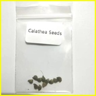 ☋ ☑ ▤ 【COD】10pcs Rare Calathea Seeds Air Freshening Plants Seeds #SW26