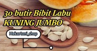30 butir bibit Labu Kuning Jumbo