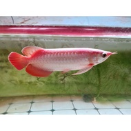 ARWANA SUPER RED 23-25 CM HEALTHY AND SMOOTH FISH