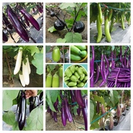 Brinjal , Various Eggplant Seeds , Benih Terung Panjang/Bulat , 各种茄子种子