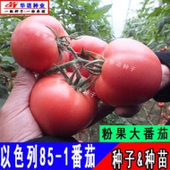 以色列85-1粉柿子種籽進口粉果大番茄種子 種籽西紅柿籽毛粉大硬果柿子hn