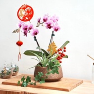 春意盎然－蘭花盆景