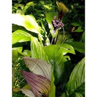 pokok janggut adam, pokok belimbing tanah