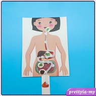 [PrettyiaMY] Human Digestive System Model, Body Parts Simulation, Early Education, Organs, 3D Puzzle