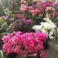 BOUGAINVILLEA PLANT FOR SALE