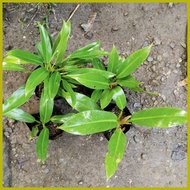 ☼ ✪ ▐ PHILODENDRON ORLANDO PLANT FOR SALE