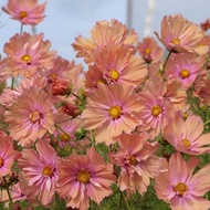 60 เมล็ด ดอกดาวกระจายเซนเซชั่น ดอกคอสมอส (ดาวกระจาย) Cosmos Flower Seeds สายพันธุ์ Apricotta