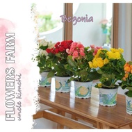 Pokok Begonia Rose Bunga 秋海棠玫瑰 | Pokok Bunga Hiasan Hidup | Flowering Plant