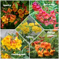 Pokok Tecoma stans yellow bells flaming bells bell of fire starky sparky orange jubilee