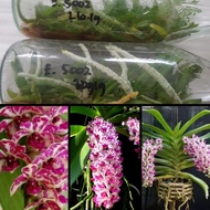 Bibit Anggrek Spesies Botol - Rhynchostylis gigantea Foxtail Orchid