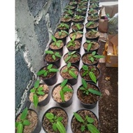 READY Anthurium warocqueanum / Anturium warok waroc / Anturium lidah