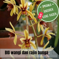 anggrek raksasa cymbidium finlaysonianum ANGGREK BESAR BUNGA HARUM SEMERBAK