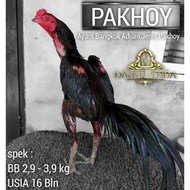 Telur Ayam Bangkok Pakhoy Super line blackswan