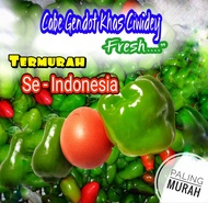 Cabai Gendot  1 KG , Cabe Gembor , Cabe Gendot , Cabai Super Grade A Murah