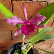 Bunga anggrek Cattleya Loddigesii x Purpurata