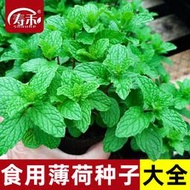現貨  特價 小欣百貨  薄荷種子種籽可食用室內植物驅蚊草薄荷葉盆栽花卉薄荷苗種孑籽種