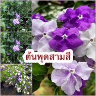 🌸 “ต้นพุดสามสี ” 🌸พันธุ์ไม้ที่สามารถออกดอกได้และดอกสามารถเปลี่ยนสีได้ถึง 3 สีอย่างสีม่วงเข้ม และจะจา