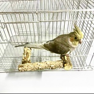 Bird perch parrot perch toy U perch pepper wood perch parrot perch parrot cage perch clamps