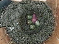 1 butir telur burung murai Batu ( siap di tetaskan )