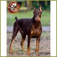 ☾ ◰ ☫ Pro Mass Advance The Ultimate Weight Gainer for Dogs
