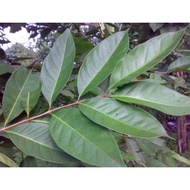 Bay Leaves Nusantara Fresh Bay Leaves