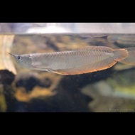 ikan arwana silver red brazil hias