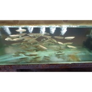 Ikan arwana silver baby albino / arwana silver brazil