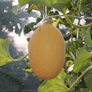 Benih Golden Rock Melon / 黄金哈密瓜籽”5pcs