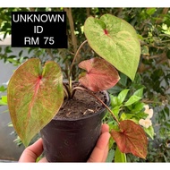 CALADIUM KELADI THAI/THAILAND/SIAM MURAH