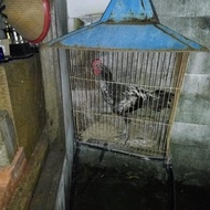 ayam pelung asli cianjur