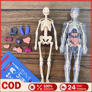 Human Torso Model Human Body Anatomy Education Organs Model for Students Science Learning Skeleton M