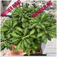 Euphorbia decaryi 皱叶麒麟 "Mini cocount tree succulent cactus" Random pick 1 stalk by seller