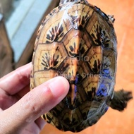Kura-Kura Mexican Giant Musk Turtle Toko.Andriani