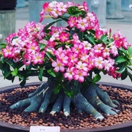 Bibit Tanaman bunga adenium cabang seribu bahan bonsai bonggol besar