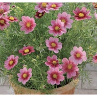 进口波斯菊/Biji Benih Bunga Cosmos Import/Cosmos Seeds