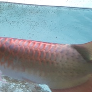 ikan arwana super red 50cm