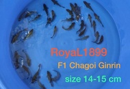 Anakan ikan Koi F1 indukan import