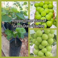 2 cutting Anggur Shine Muscat ~Best Grape GRAPE