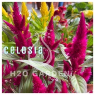 H2O - Celosia 鸡冠花 Bunga Balung Ayam Flower Live Plant
