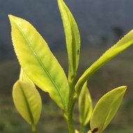 體驗活動 大吉嶺莊園紅茶 基礎品茗體驗