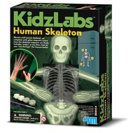 4M Glow Human Skeleton