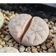 Lithops Gracilidelineata pink C189A/C374A/C373A/C261A 优选荒玉拿铁latte succulent plant