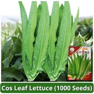 High Yield Cos Leaf Lettuce Seeds (1000 Seed) Chinese Leaf Lettuce Seeds Romaine Lettuce Seeds Butte