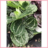 【Hot】 Green Beauty Calathea Live Plants with Soil and Pot