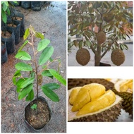 Pokok durian musang king (D197) hybrid/kawin thai