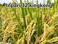 BENIH INPARI 32 KINGKONG 1KG