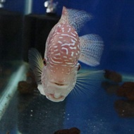 Flowerhorn kamfa goldenbase