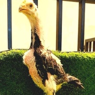 Anak Ayam Shamo Ukuran Super Berkwlitas/Usi 2Bulan